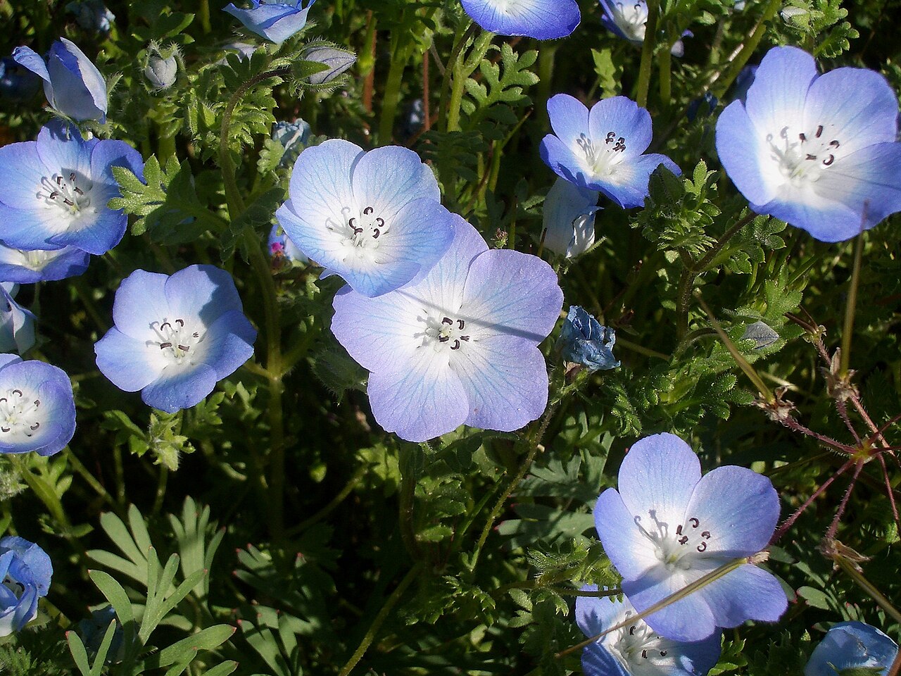 A mass of baby blue eyes (Nemophila menziesii) flowers with pale blue petals and white centers blooming among ferny green foliage