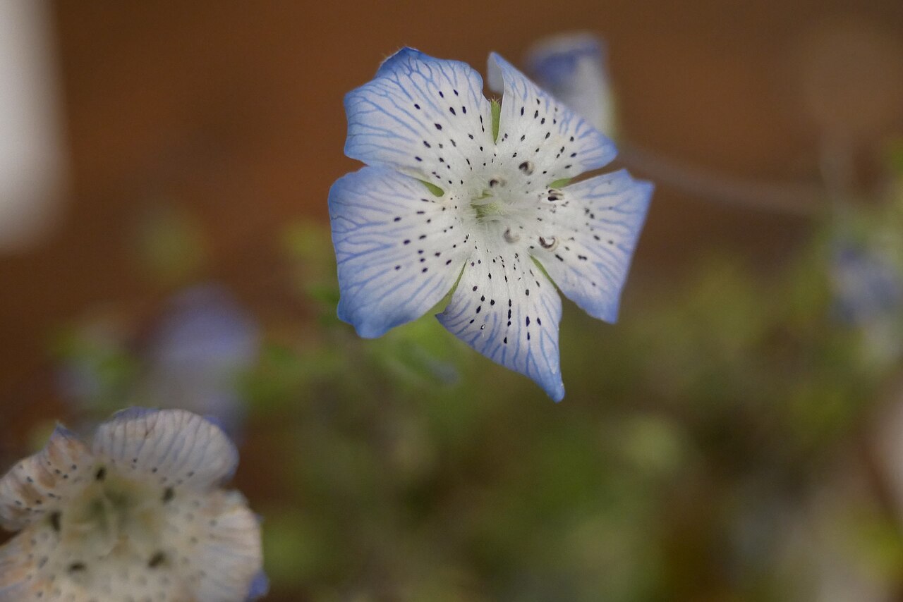 Close-up of a single baby blue eyes (Nemophila menziesii) flower showing blue-veined petals, a white speckled center, and visible stamens