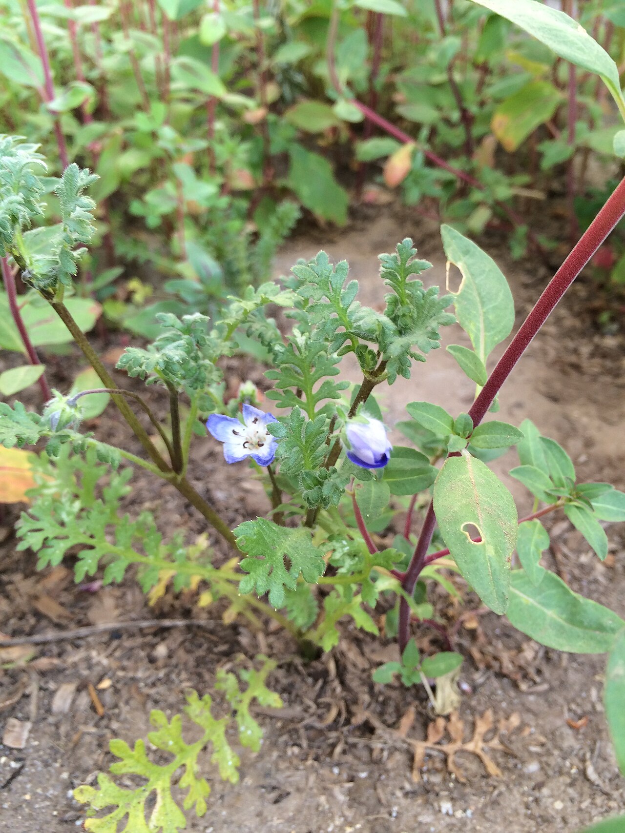 A young baby blue eyes (Nemophila menziesii) plant showing its sprawling habit and deeply lobed, ferny leaves