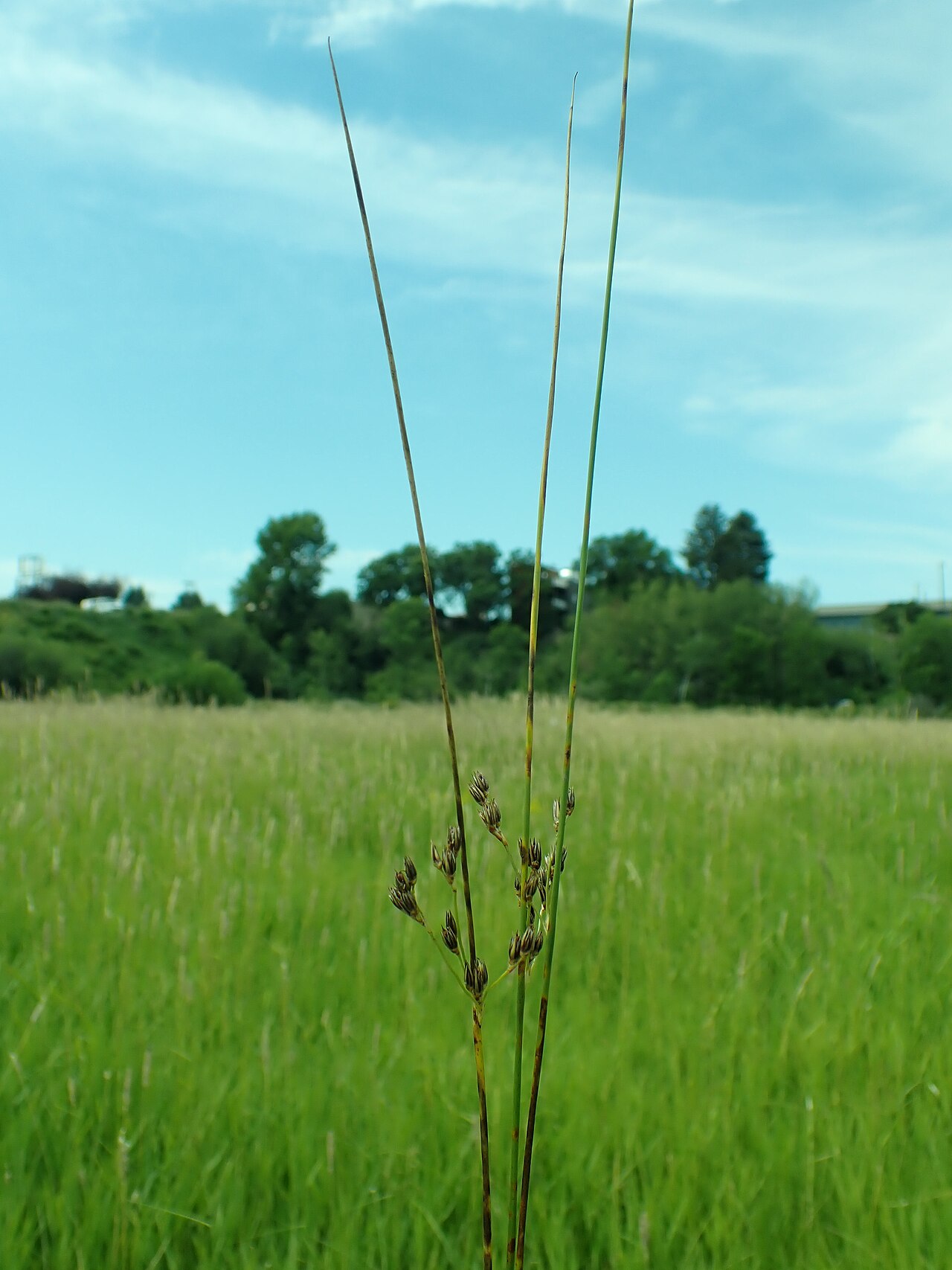 Baltic Rush (Juncus balticus) - PlantNative.org A single Baltic rush (Juncus balticus) stem with lateral flower cluster against a blue sky, showing the smooth round stem typical of the species