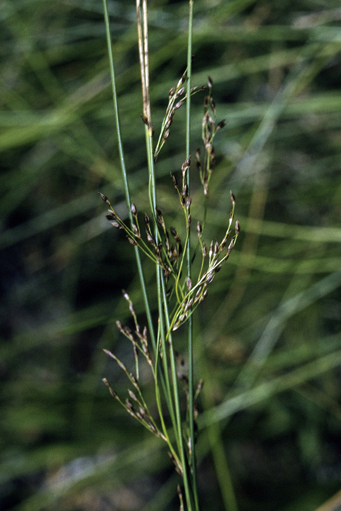 Baltic Rush (Juncus balticus) - PlantNative.org Close-up of Baltic rush (Juncus balticus) rhizomes and stem bases showing the tough, cord-like underground rhizome system with a 20mm scale bar