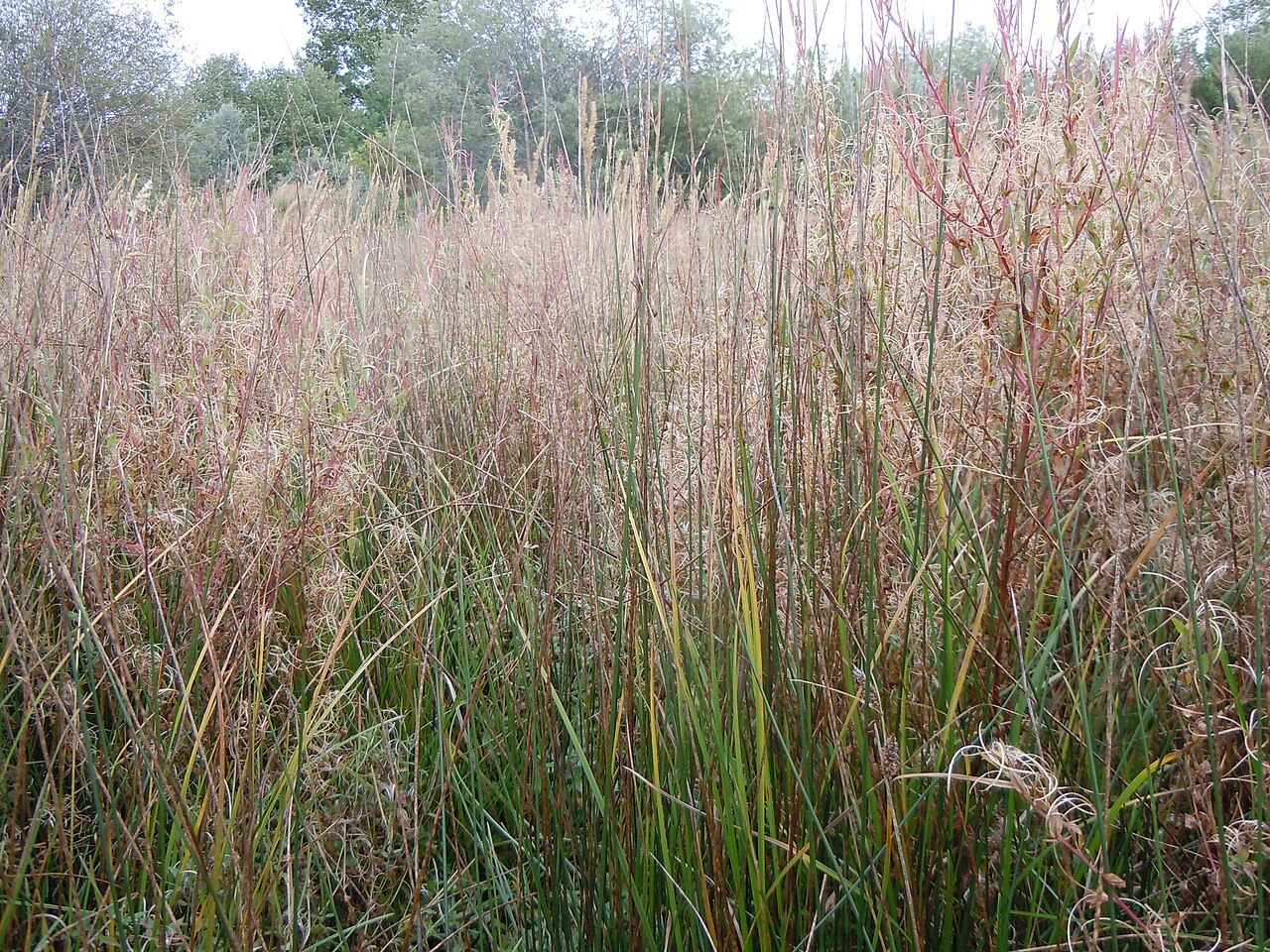 Baltic Rush (Juncus balticus) - PlantNative.org A dense stand of Baltic rush (Juncus balticus) growing along a wet meadow margin, its round green stems standing upright in a colony