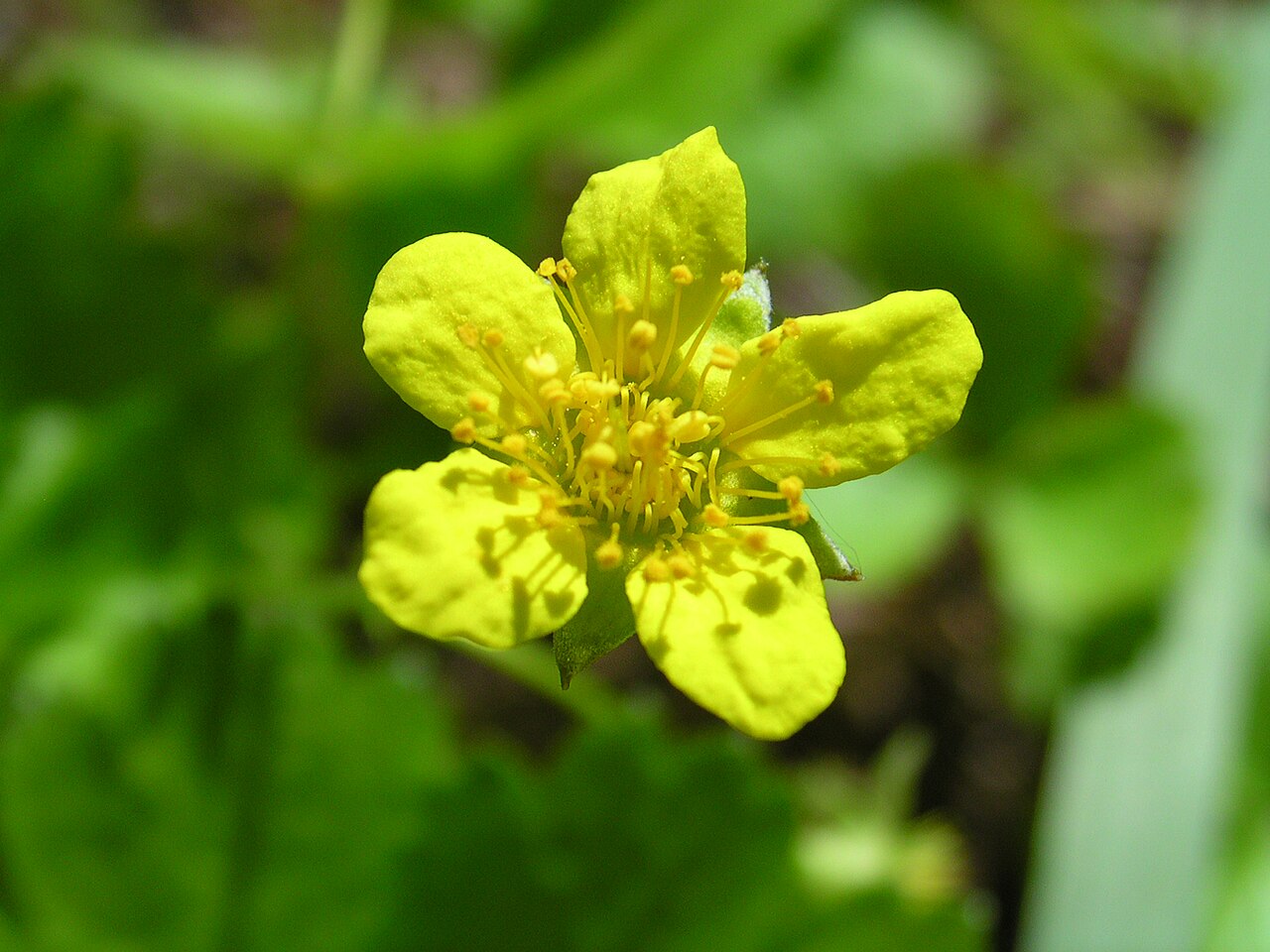 Barren Strawberry (Waldsteinia fragarioides) - PlantNative.org Close-up of a bright yellow, five-petaled Barren Strawberry (Waldsteinia fragarioides) flower