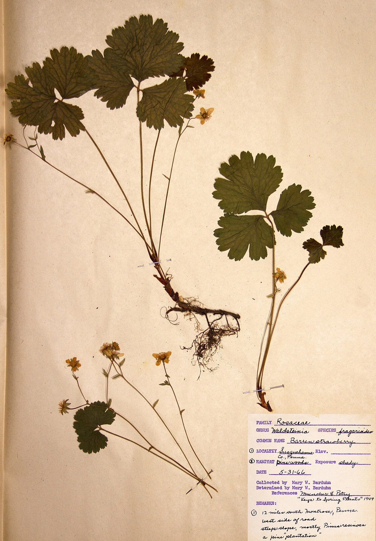Barren Strawberry (Waldsteinia fragarioides) - PlantNative.org Herbarium specimen sheet of Barren Strawberry (Waldsteinia fragarioides) collected in Susquehanna County, Pennsylvania