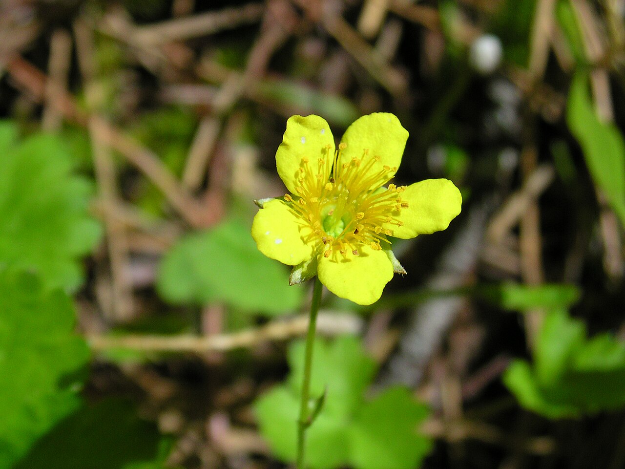 Barren Strawberry (Waldsteinia fragarioides)