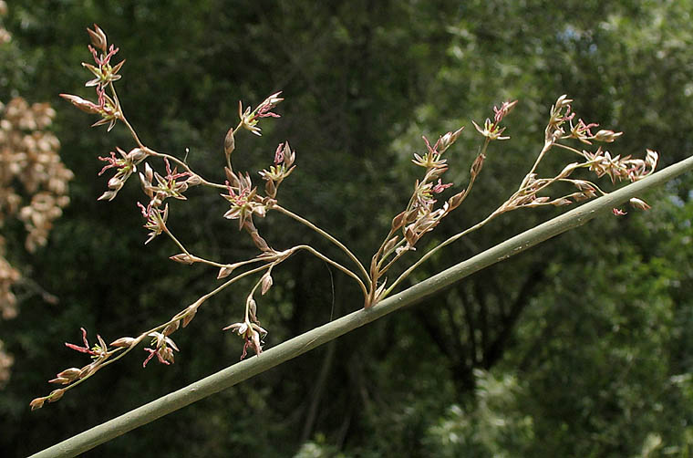 Basket rush (Juncus textilis) inflorescence branches arising from the side of tall cylindrical stems at Paramount Ranch, Santa Monica Mountains, California