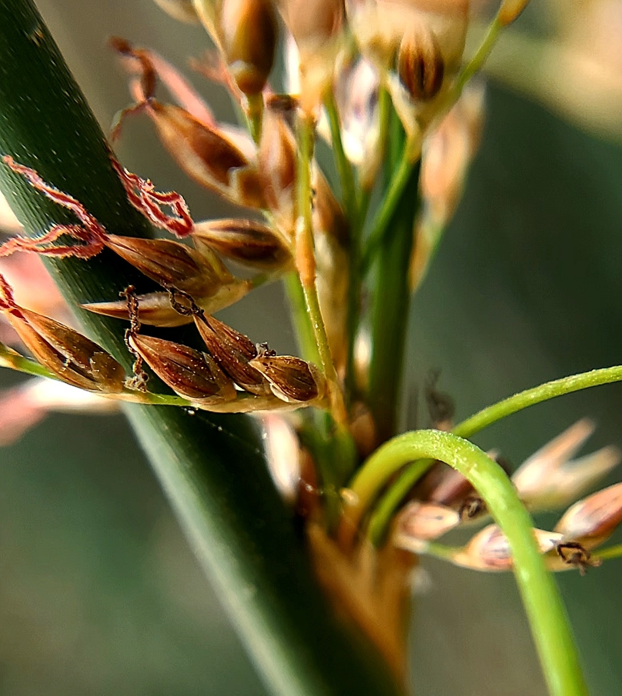Close detail of basket rush (Juncus textilis) spikelet clusters along the branching inflorescence