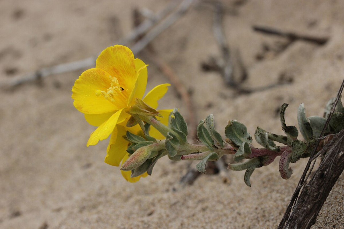 Beach Evening Primrose (Camissoniopsis cheiranthifolia) - PlantNative.org Close-up of beach evening primrose (Camissoniopsis cheiranthifolia) bright yellow flower with silvery-green foliage, growing in beach sand