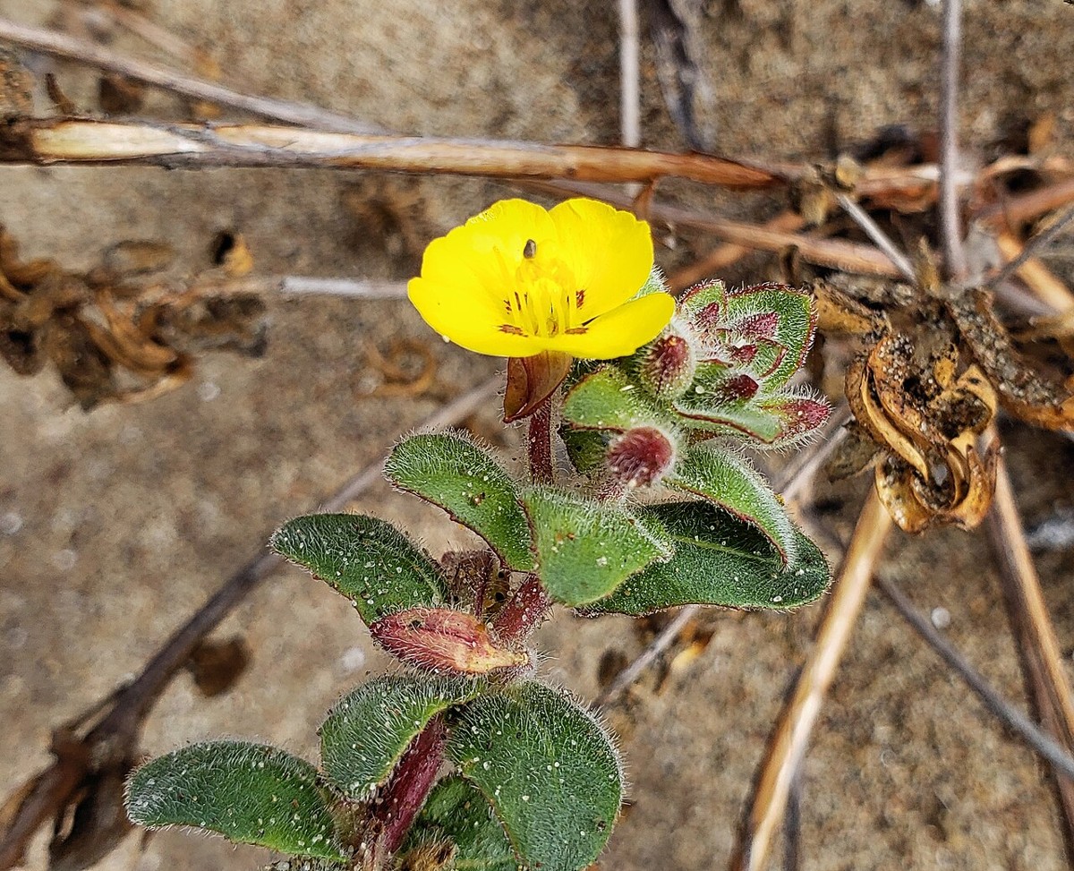 Beach Evening Primrose (Camissoniopsis cheiranthifolia) - PlantNative.org Beach evening primrose (Camissoniopsis cheiranthifolia) flower and foliage growing among driftwood and dried dune vegetation