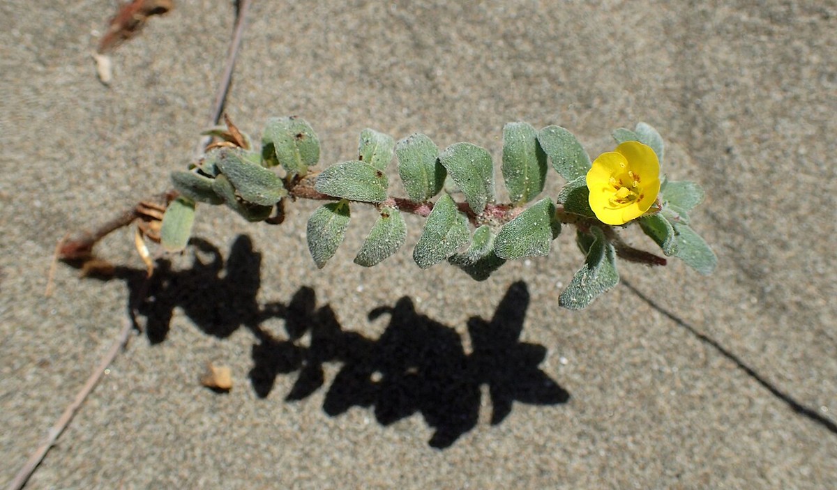 Beach Evening Primrose (Camissoniopsis cheiranthifolia) - PlantNative.org Beach evening primrose (Camissoniopsis cheiranthifolia) trailing stem with silvery-green leaves and a single bright yellow flower growing on bare sand
