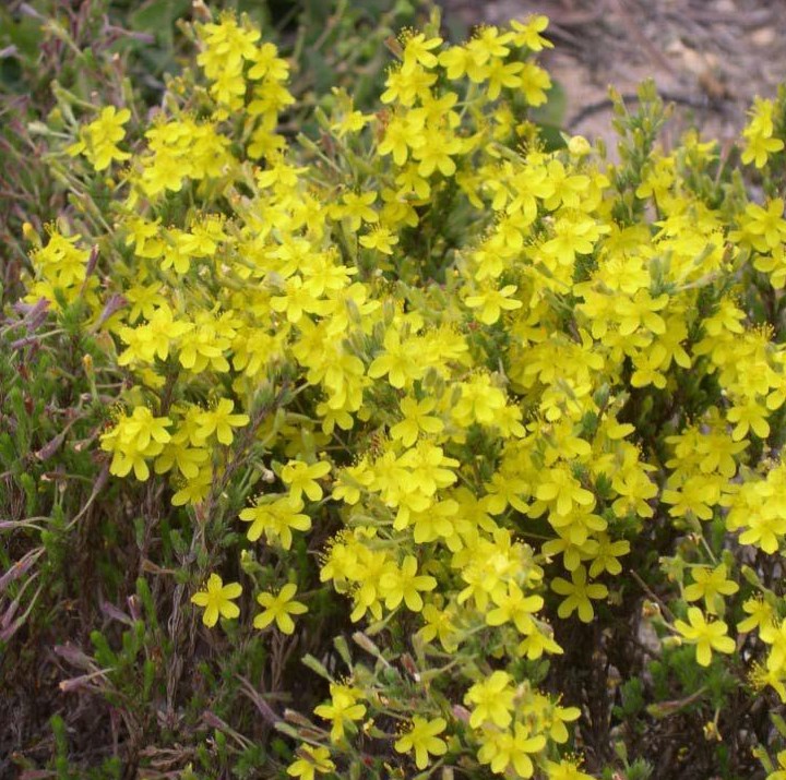 Beach Heather (Hudsonia tomentosa) - PlantNative.org Close-up of beach heather (Hudsonia tomentosa) stems covered in tiny scale-like silver-gray leaves and bright yellow five-petaled flowers