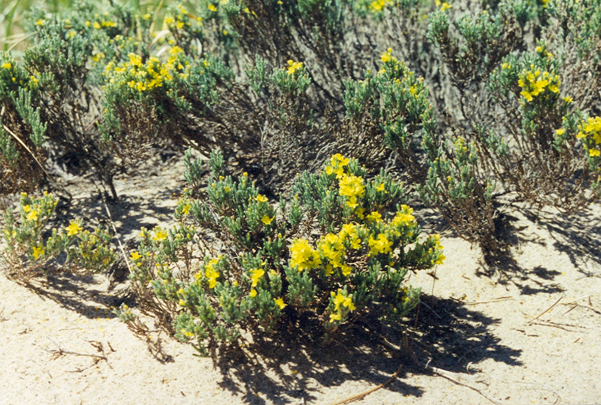 Beach Heather (Hudsonia tomentosa) - PlantNative.org Low silvery-green mounds of beach heather (Hudsonia tomentosa) growing directly in open dune sand with scattered yellow flowers