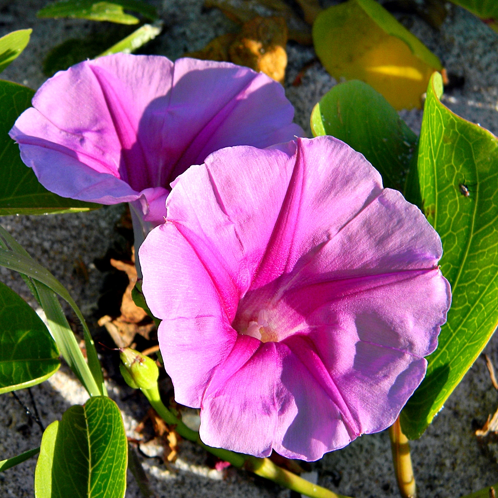 Beach Morning Glory (Ipomoea pes-caprae) - PlantNative.org Two pink-purple beach morning glory blossoms open among thick green leaves at MacArthur Beach State Park, Florida
