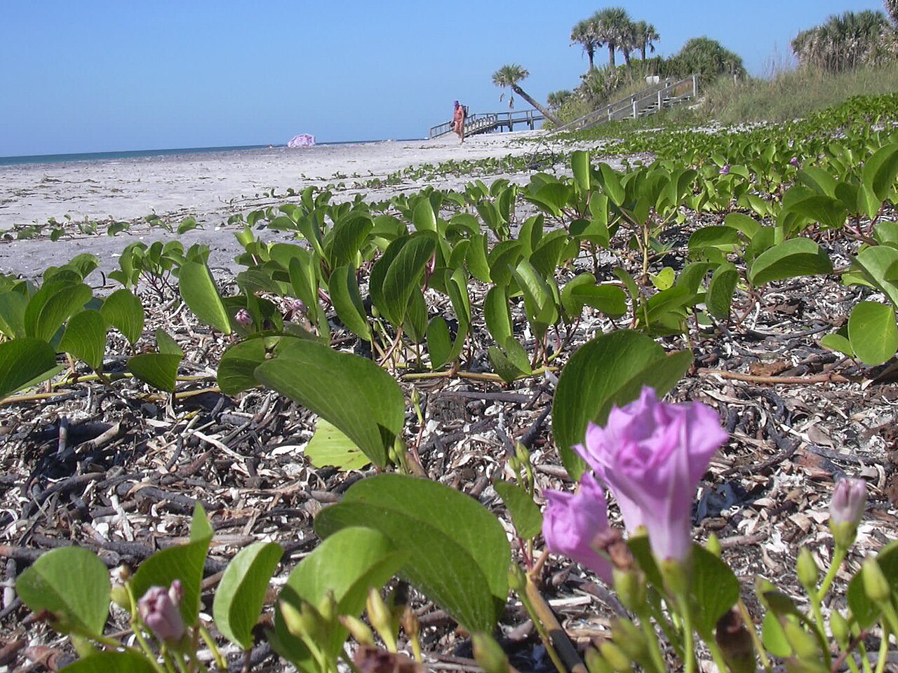 Beach Morning Glory (Ipomoea pes-caprae) - PlantNative.org Close-up of a pink-lavender beach morning glory flower and thick two-lobed leaves on a Florida beach
