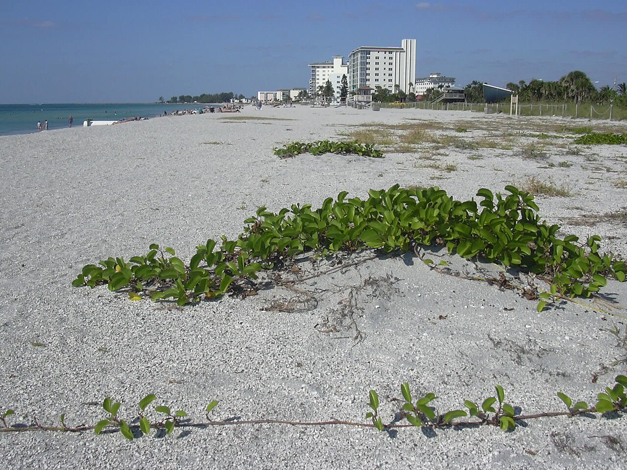 Beach Morning Glory (Ipomoea pes-caprae) - PlantNative.org Beach morning glory (Ipomoea pes-caprae) trailing vine with thick rounded leaves growing across a Florida beach dune