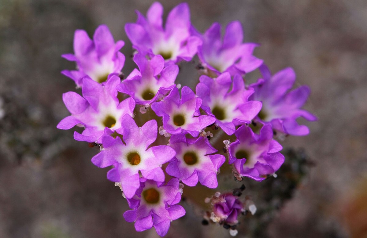 Beach Sand Verbena (Abronia umbellata) - PlantNative.org Beach sand verbena (Abronia umbellata) flower cluster with magenta-pink petals and white throats growing on a coastal dune