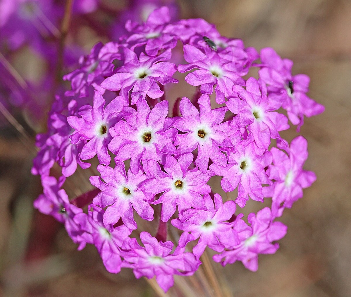 Beach Sand Verbena (Abronia umbellata) - PlantNative.org Close-up of beach sand verbena (Abronia umbellata) flower cluster showing numerous star-shaped magenta flowers with white centers