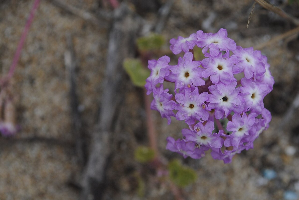 Beach Sand Verbena (Abronia umbellata) - PlantNative.org Beach sand verbena (Abronia umbellata) plant with pink flower cluster, reddish stems and rounded leaves growing directly in beach sand