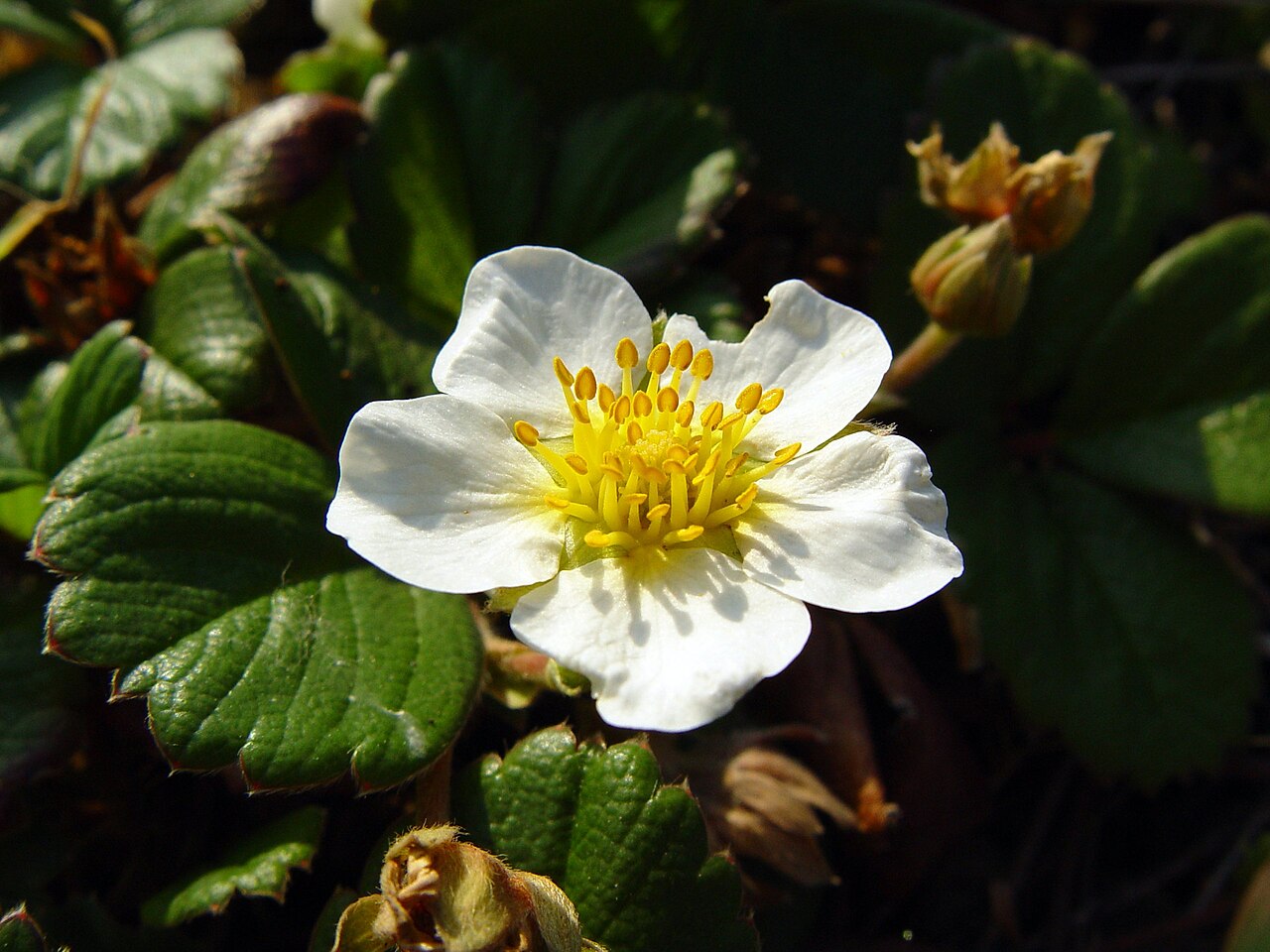 Beach Strawberry (Fragaria chiloensis) - PlantNative.org White five-petaled flower of beach strawberry (Fragaria chiloensis) surrounded by glossy trifoliate leaves