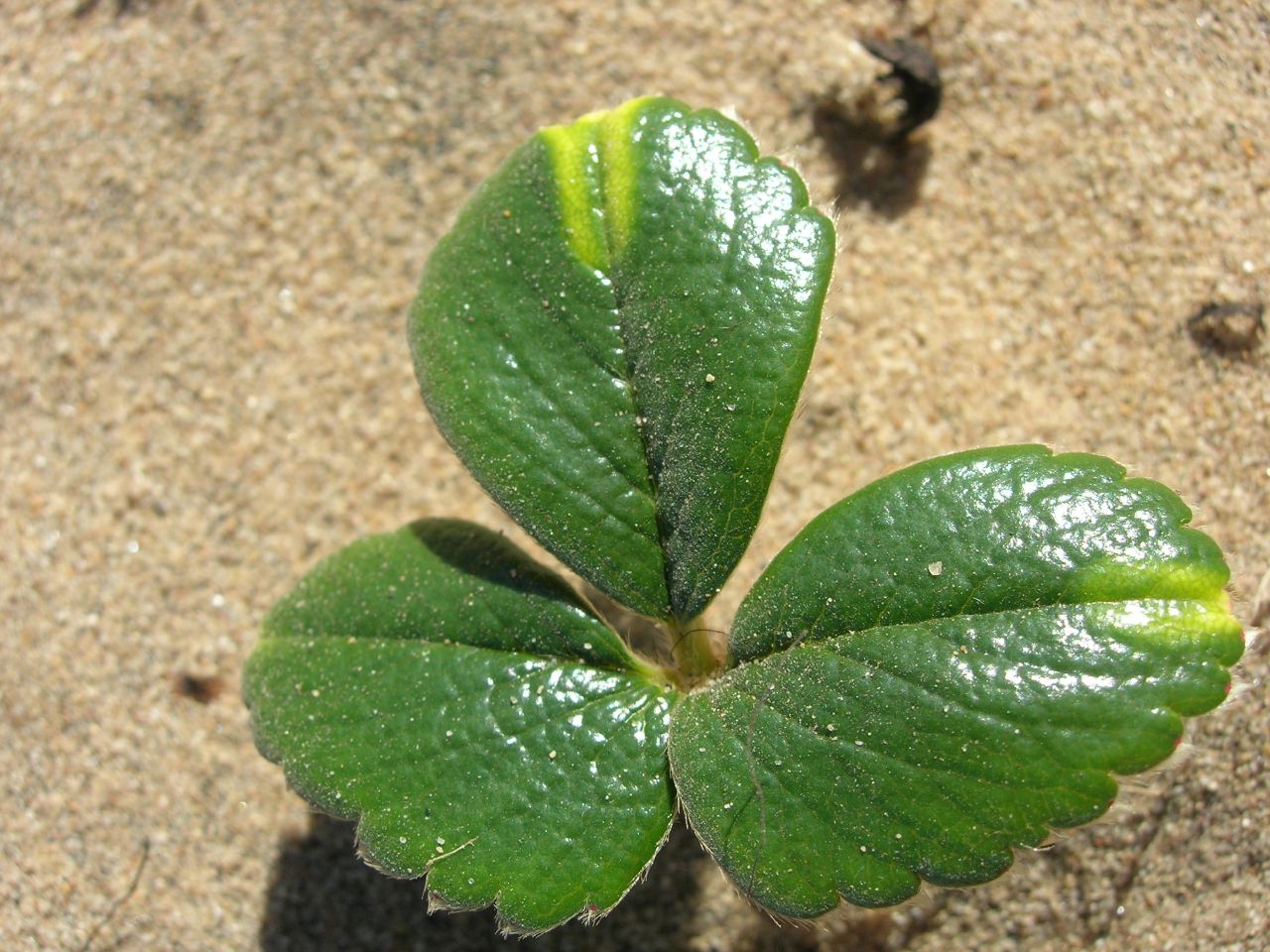 Beach Strawberry (Fragaria chiloensis) - PlantNative.org Trifoliate leaf of beach strawberry (Fragaria chiloensis) emerging from beach sand, showing its dune habitat