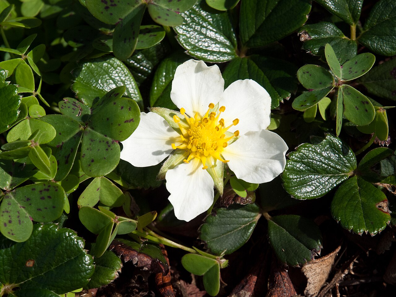 Beach Strawberry (Fragaria chiloensis) - PlantNative.org Close-up of beach strawberry flower with yellow stamens nestled among dark green glossy trifoliate leaves