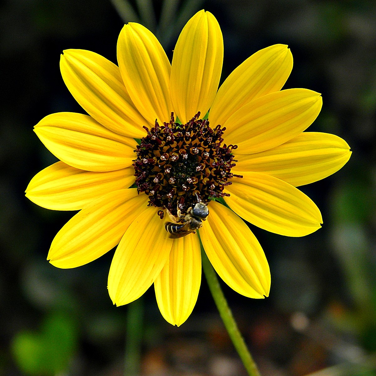 Native bee foraging on a Beach Sunflower (Helianthus debilis) flowerhead