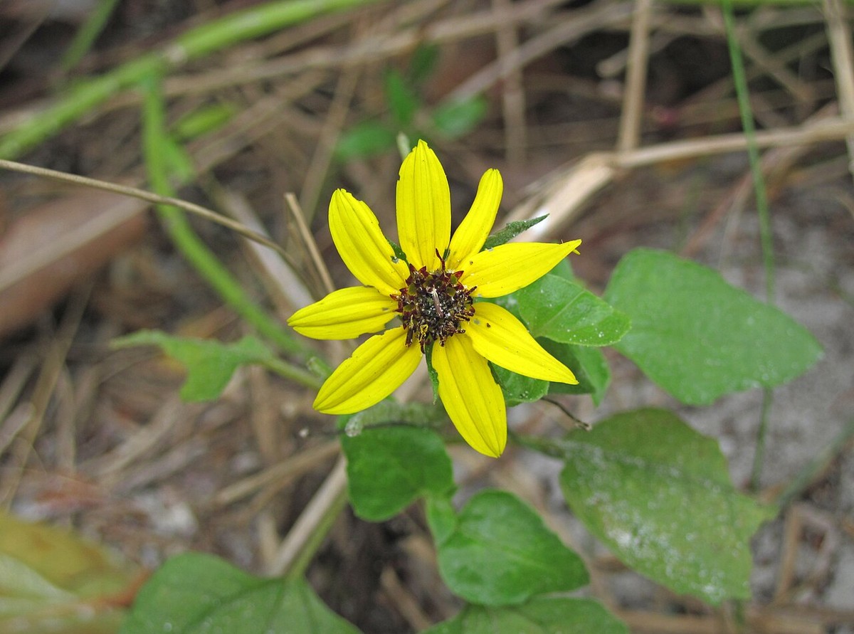 Close-up of a Beach Sunflower (Helianthus debilis) flowerhead showing yellow rays and dark reddish-brown disk