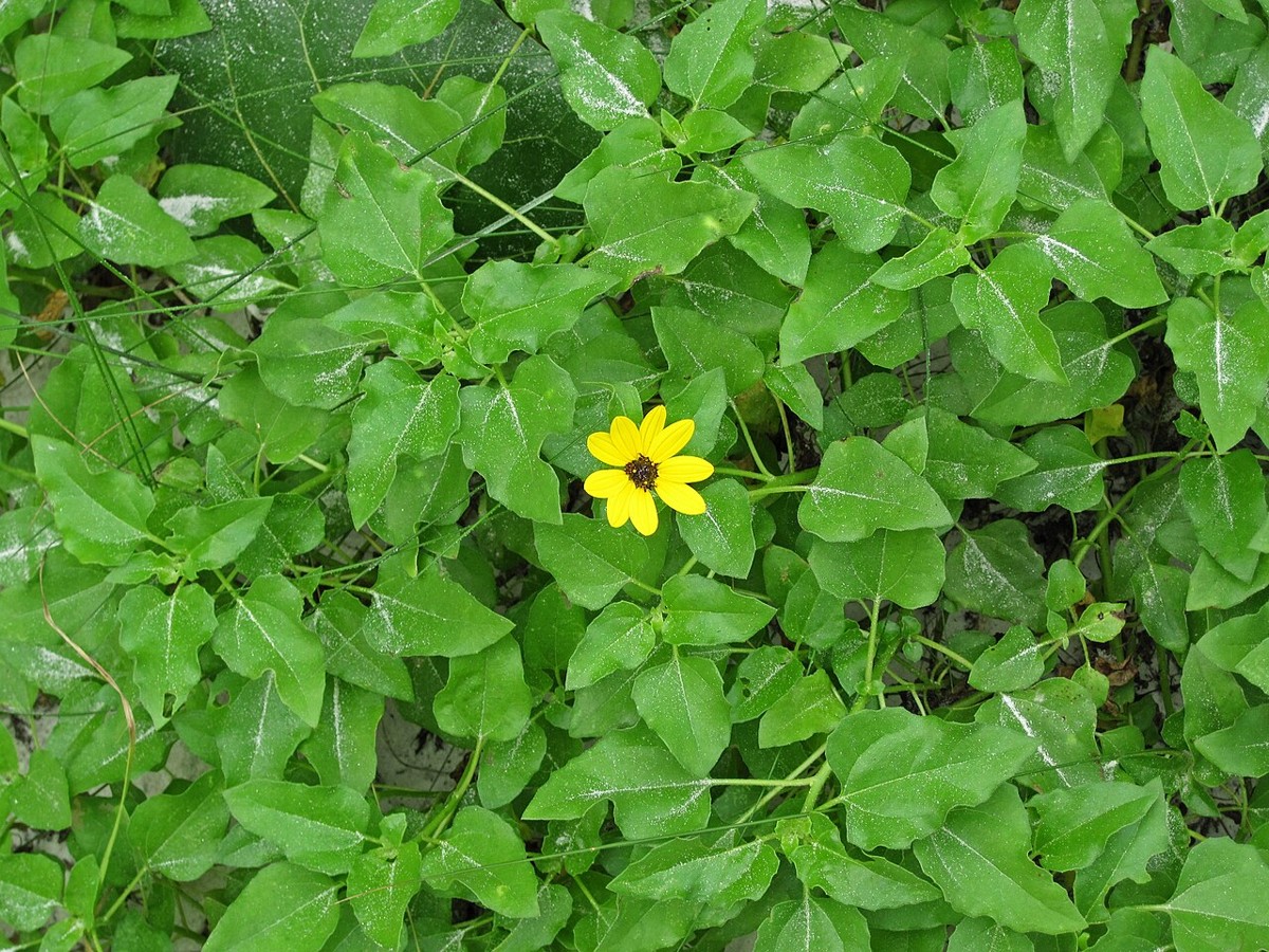 Beach Sunflower (Helianthus debilis) trailing over coastal dune vegetation with a single yellow flower