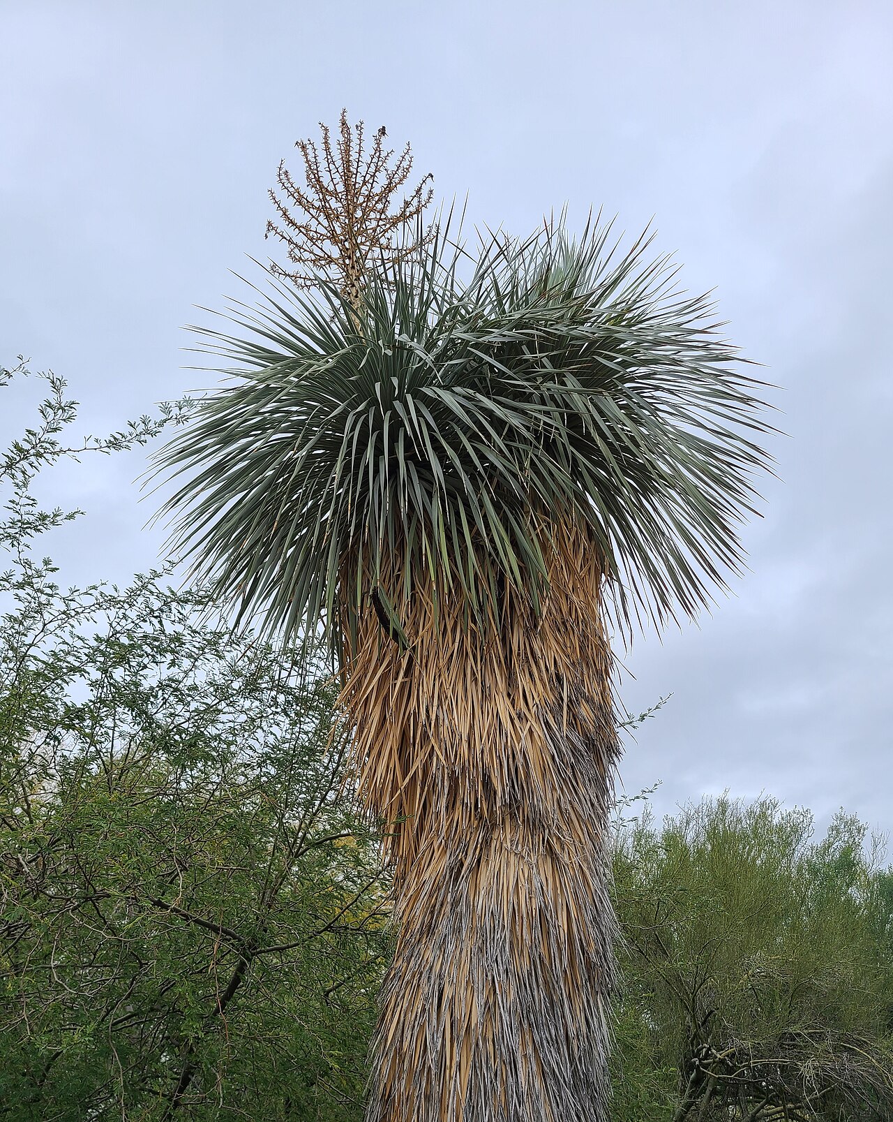 Beaked Yucca (Yucca rostrata) - PlantNative.org Mature beaked yucca (Yucca rostrata) with a rounded crown of blue-gray leaves atop a trunk thatched in dry leaf skirt, with a spent flower spike