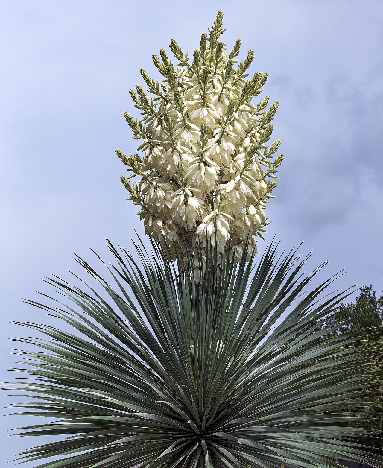Beaked Yucca (Yucca rostrata) - PlantNative.org Dense panicle of white bell-shaped flowers of beaked yucca (Yucca rostrata) rising above the blue-gray leaf crown