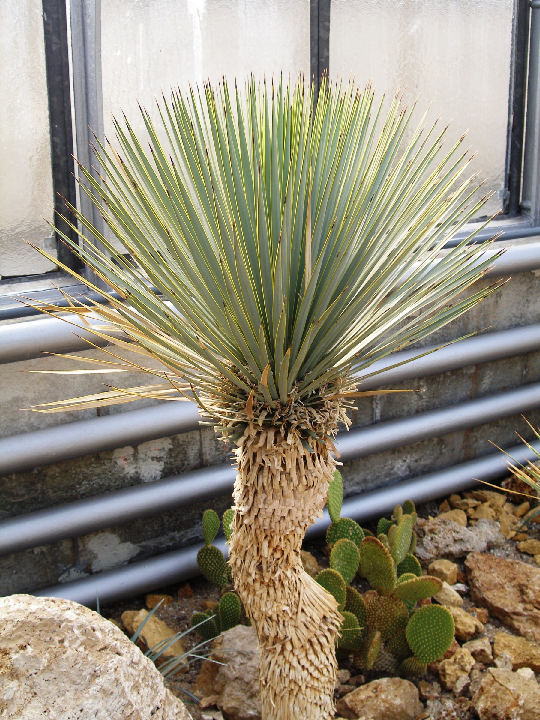 Beaked Yucca (Yucca rostrata) - PlantNative.org Young beaked yucca (Yucca rostrata) showing its fibrous thatched trunk and radiating blue-green leaf rosette in cultivation
