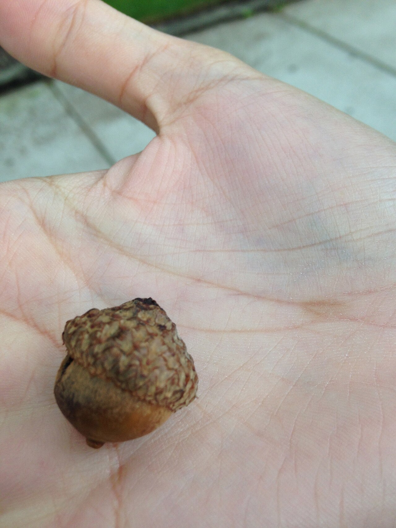 Small bitter acorn of Bear Oak (Quercus ilicifolia) held in a hand for scale