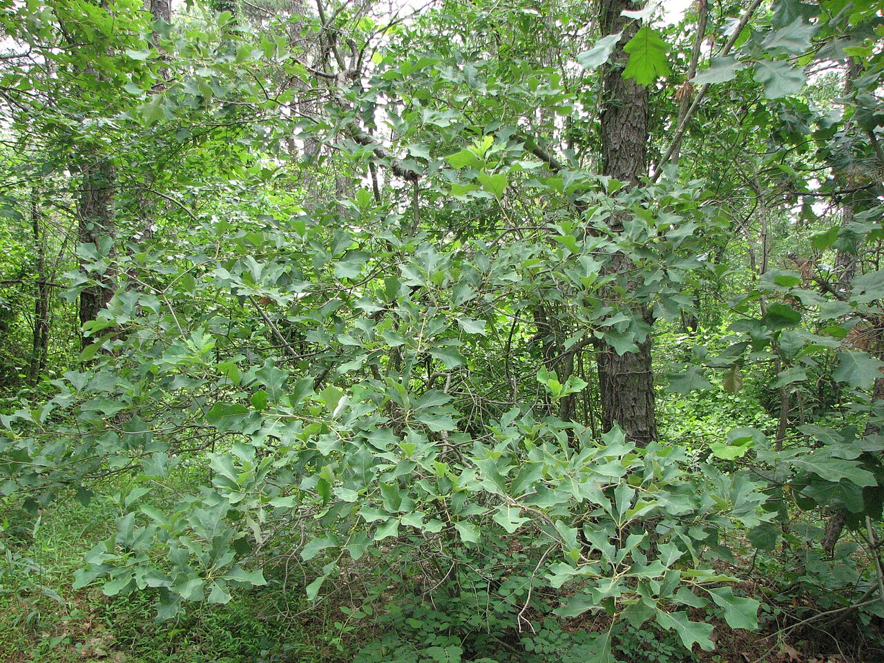 Bear Oak (Quercus ilicifolia) growing as a gnarled, multi-stemmed shrub on a serpentine barren in Nottingham, Pennsylvania