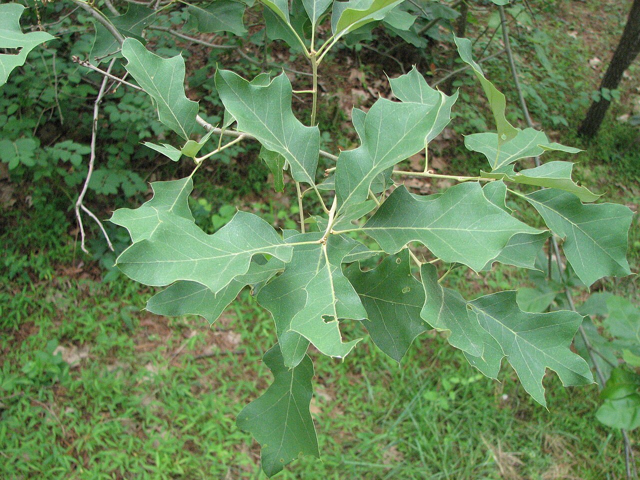 Close-up of Bear Oak (Quercus ilicifolia) leaves showing shallow bristle-tipped lobes and pale undersides
