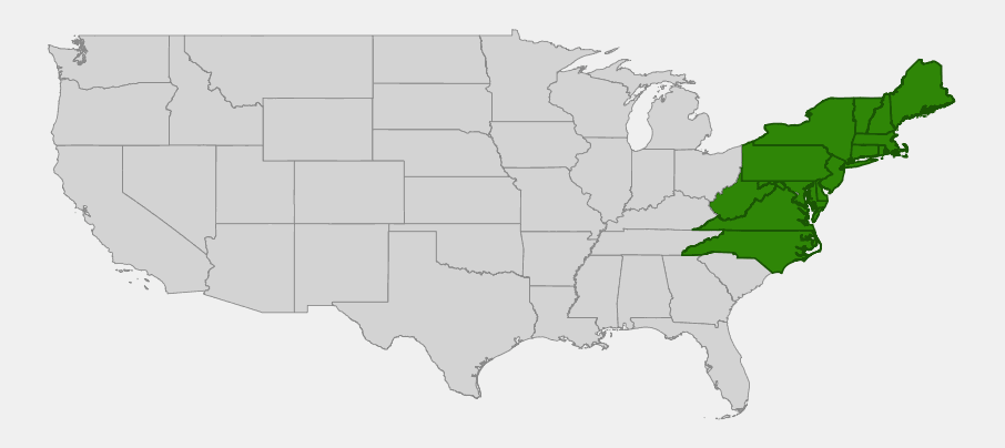Native range map of Bear Oak (Quercus ilicifolia) showing distribution from Maine to North Carolina