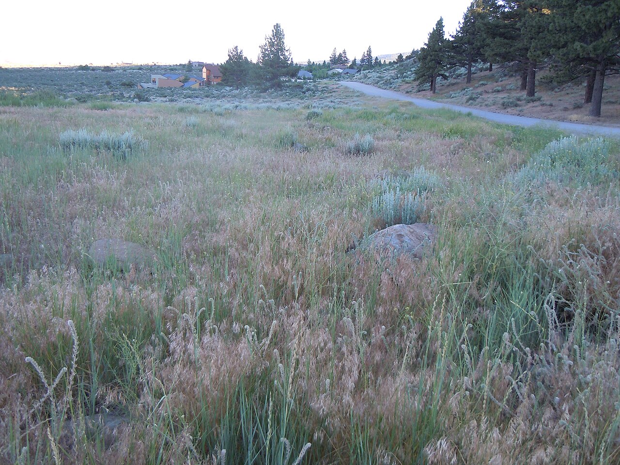 Beardless Wildrye (Leymus triticoides) - PlantNative.org A meadow of beardless wildrye (Leymus triticoides) growing densely among sagebrush in a high desert valley