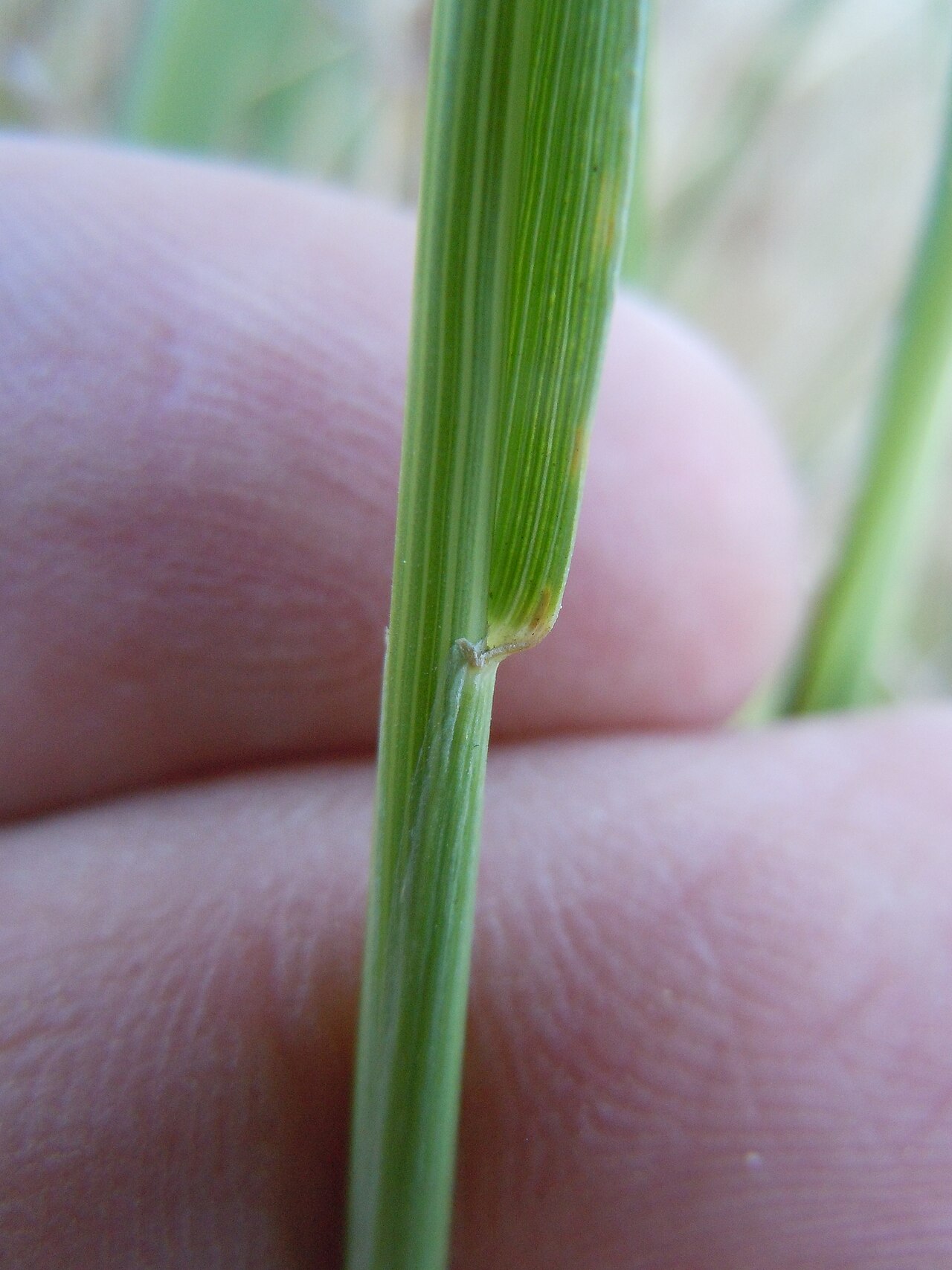 Beardless Wildrye (Leymus triticoides) - PlantNative.org Close-up of a beardless wildrye (Leymus triticoides) leaf base and ligule held between two fingers for scale