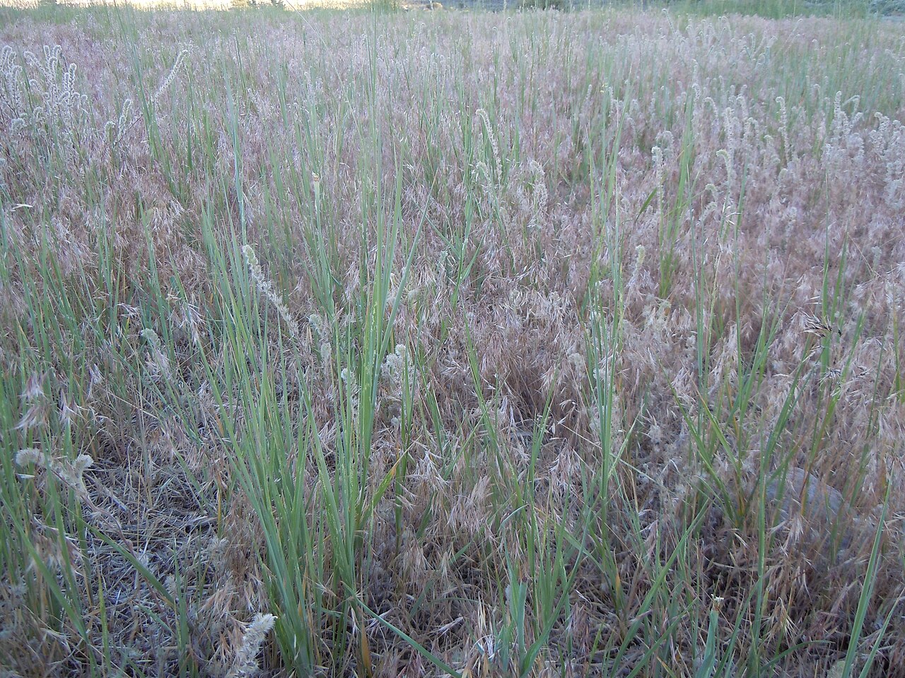 Beardless Wildrye (Leymus triticoides) - PlantNative.org A dense stand of beardless wildrye grass with seed heads in a dry western meadow
