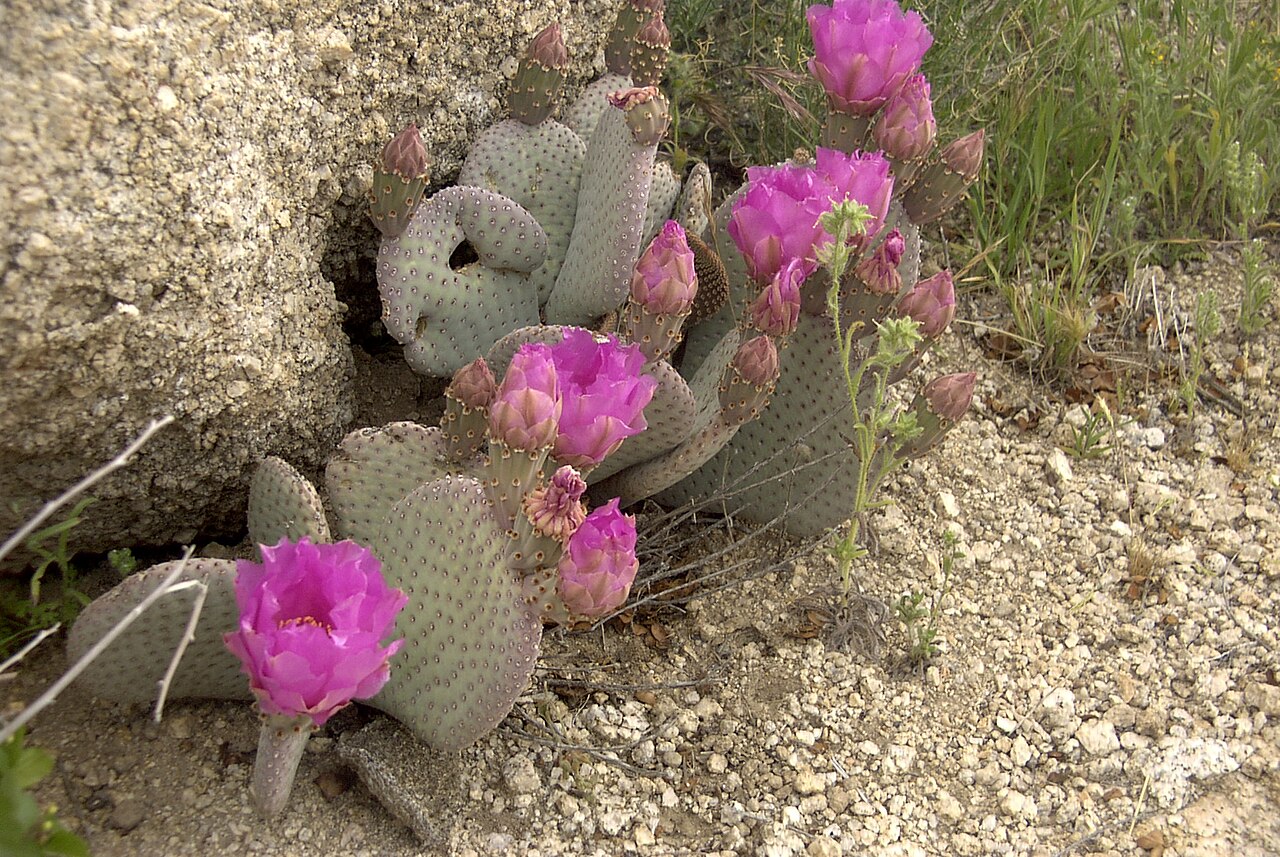 Beavertail Cactus (Opuntia basilaris) - PlantNative.org Beavertail cactus growing wild in the Mojave Desert among sand and rock