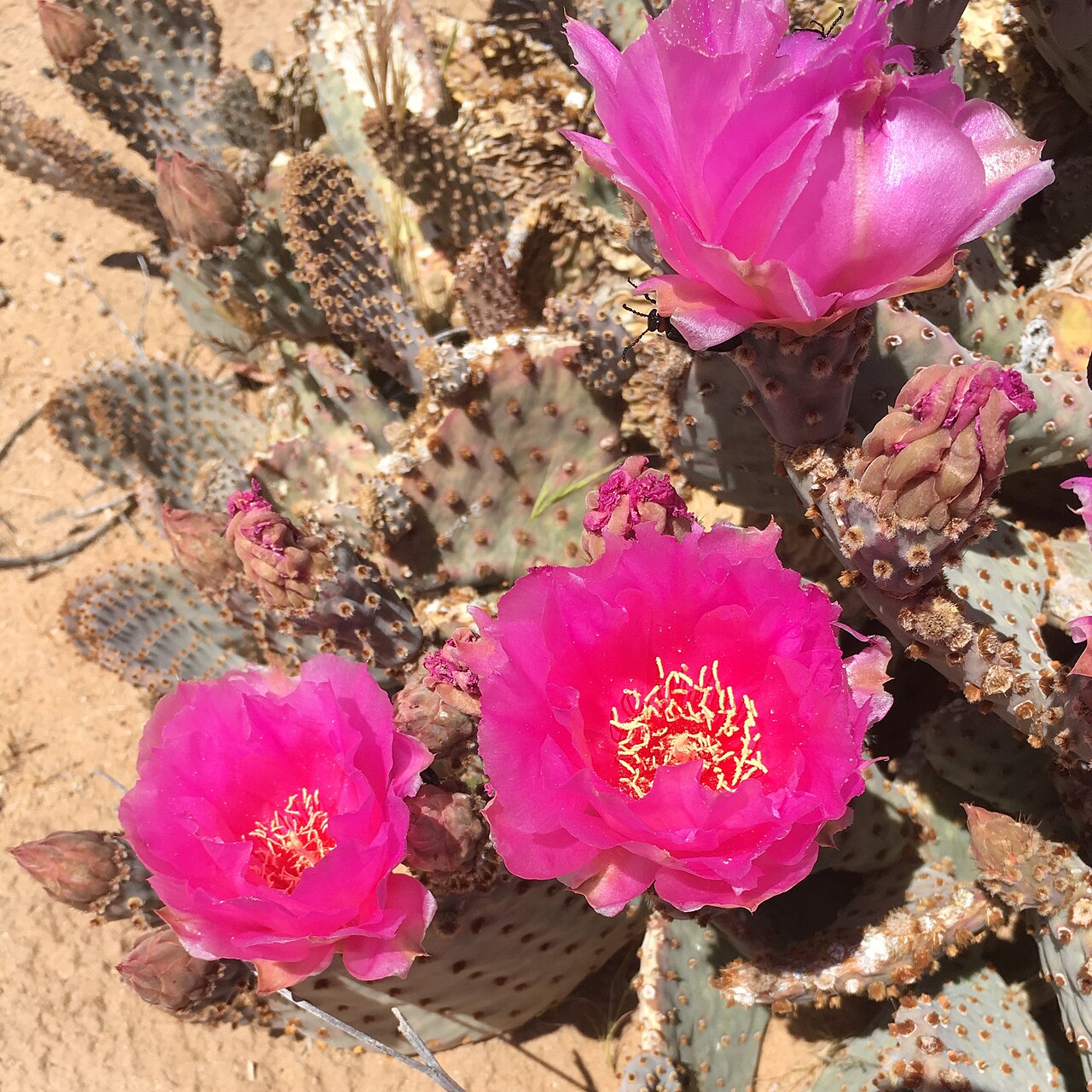 Beavertail Cactus (Opuntia basilaris) - PlantNative.org Beavertail cactus (Opuntia basilaris) with large magenta-pink flowers blooming on blue-gray spineless pads