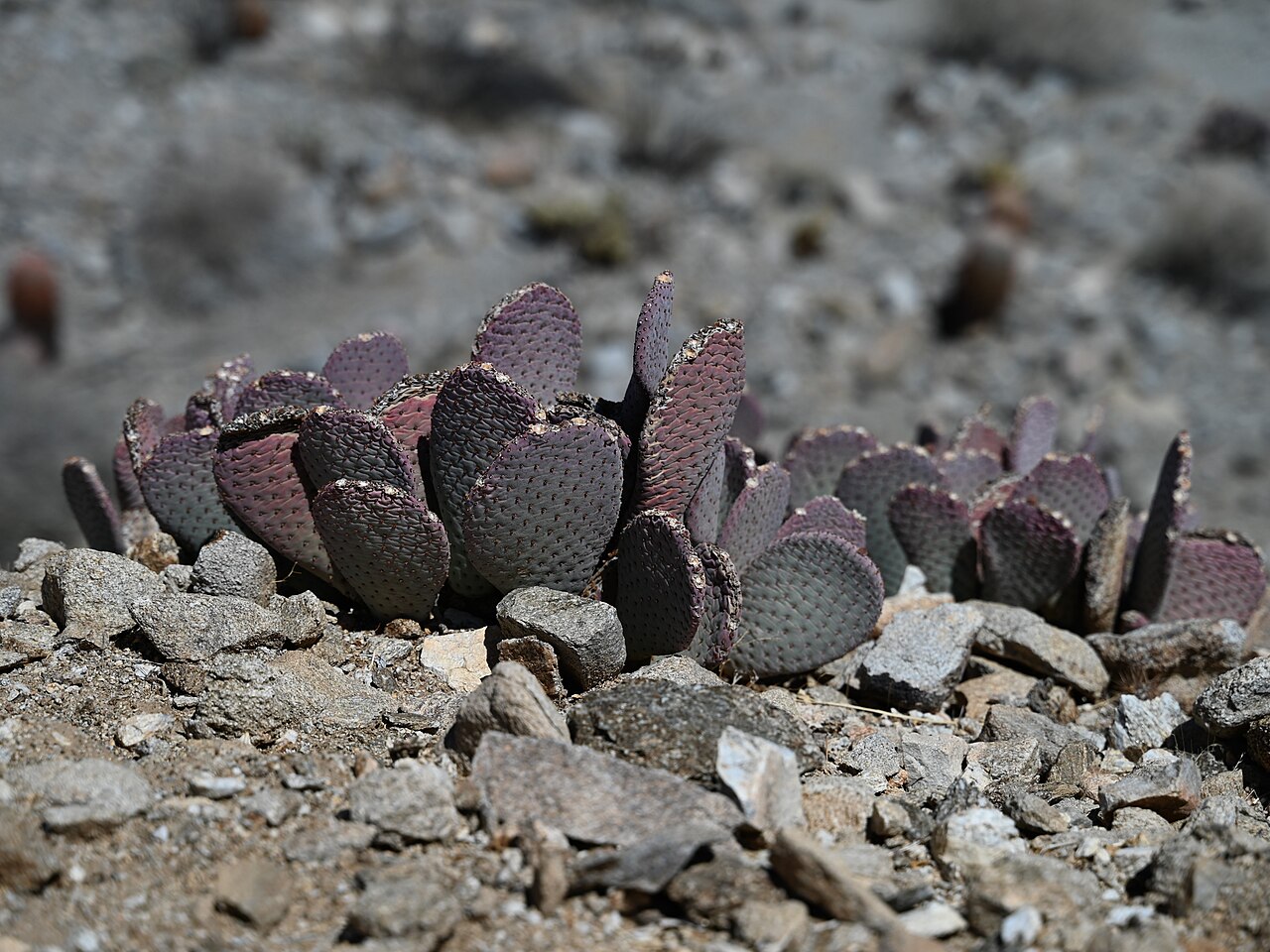 Beavertail Cactus (Opuntia basilaris) - PlantNative.org Close-up of beavertail cactus pads showing the flattened, paddle shape and dense clusters of glochids without true spines