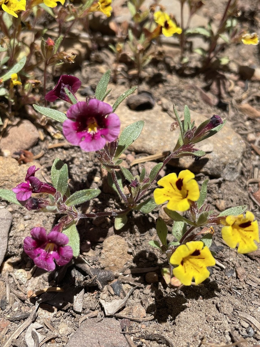 Bicolor Monkeyflower (Diplacus bicolor) - PlantNative.org Bicolor monkeyflower (Diplacus bicolor) low plants with both magenta and yellow flowers growing on bare rocky soil