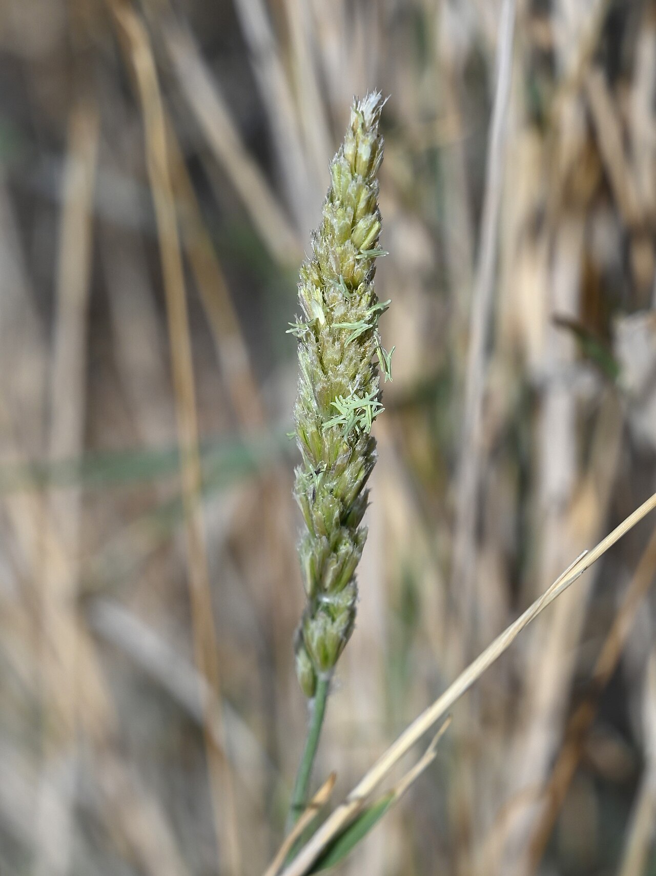 Big Galleta (Pleuraphis rigida) - PlantNative.org Close-up of a Big galleta (Pleuraphis rigida) flowering spike showing densely packed, bristly spikelets