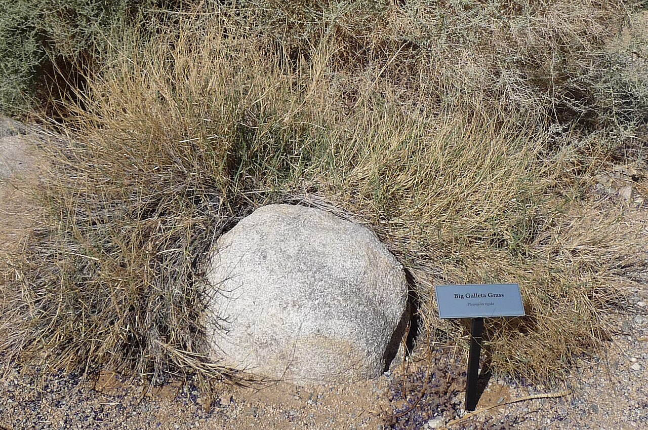 Big Galleta (Pleuraphis rigida) - PlantNative.org Big galleta (Pleuraphis rigida) growing as a dense bunchgrass clump against a granite boulder in the California desert