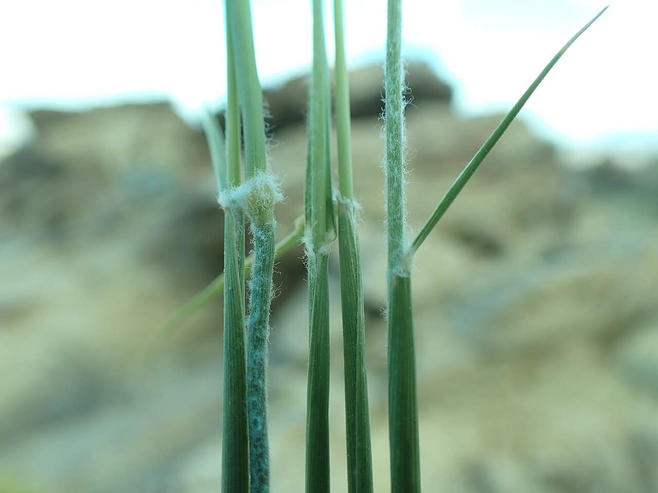Big Galleta (Pleuraphis rigida) - PlantNative.org Big galleta (Pleuraphis rigida) stems showing the dense woolly hairs at the leaf nodes that distinguish it from related galleta grasses