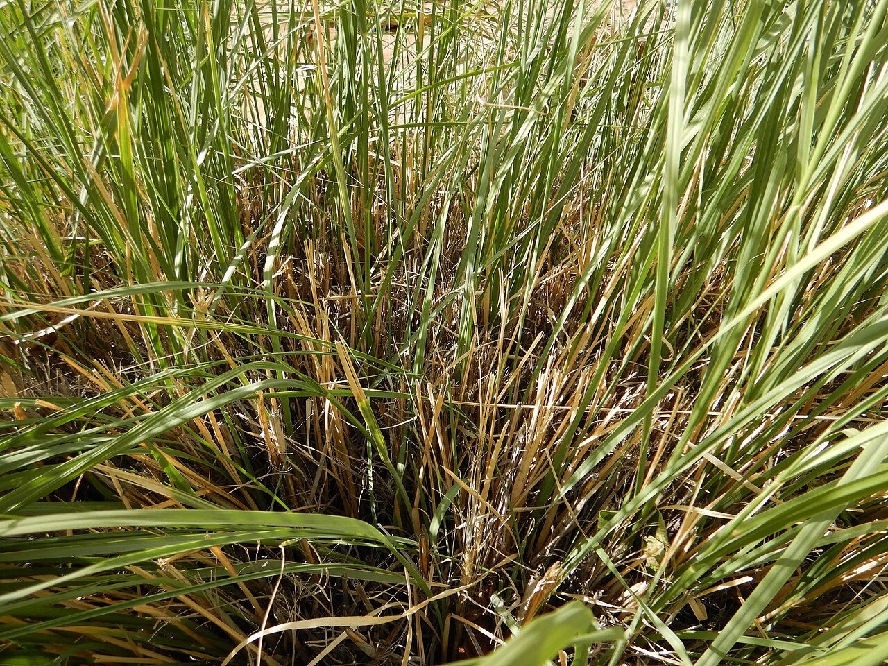 Dense base of a mature big sacaton clump showing its coarse, tussock-forming growth habit