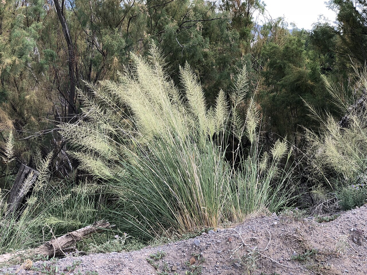 Big sacaton (Sporobolus wrightii) large fountain-shaped bunchgrass clump with tall seed plumes growing along a desert wash
