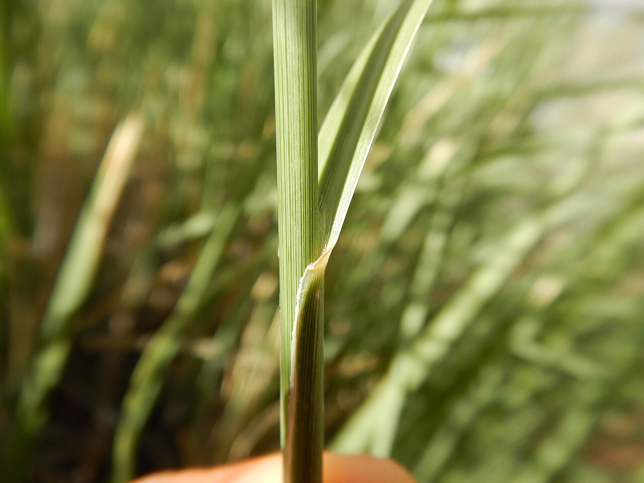 Close-up of big sacaton leaf blade and ligule where it joins the stem sheath