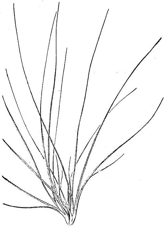 Big Squirreltail (Elymus multisetus) - PlantNative.org Botanical line drawing of Elymus multisetus showing the narrow basal leaves and tufted, clumping growth habit of the whole plant