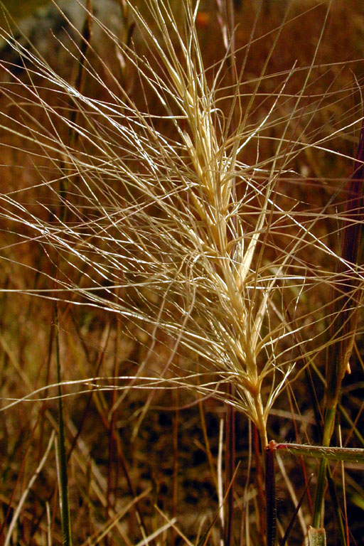Big Squirreltail (Elymus multisetus) - PlantNative.org Big squirreltail (Elymus multisetus) seedhead showing long, pale, widely divergent bristly awns